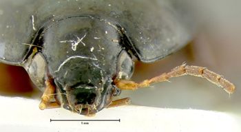 Media type: image; Entomology 19605   Aspect: head frontal view